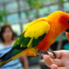 静岡旅行に行ってきました：掛川花鳥園編その２