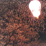 サクラサクラ。