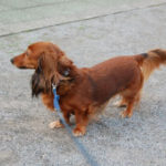 D40ぶら下げてお散歩です。