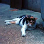 カリカリが置いてある。