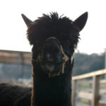 氷取沢ファミリー牧場に行ってきました：冬。