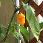 ハバネロ育成日記。