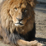 初春の群馬サファリパークに行ってきました：その４。