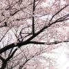 都内で桜いろいろ2012