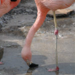 初春の群馬サファリパークに行ってきました：その２。