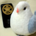 靖国神社で白い鳩買ってきました。